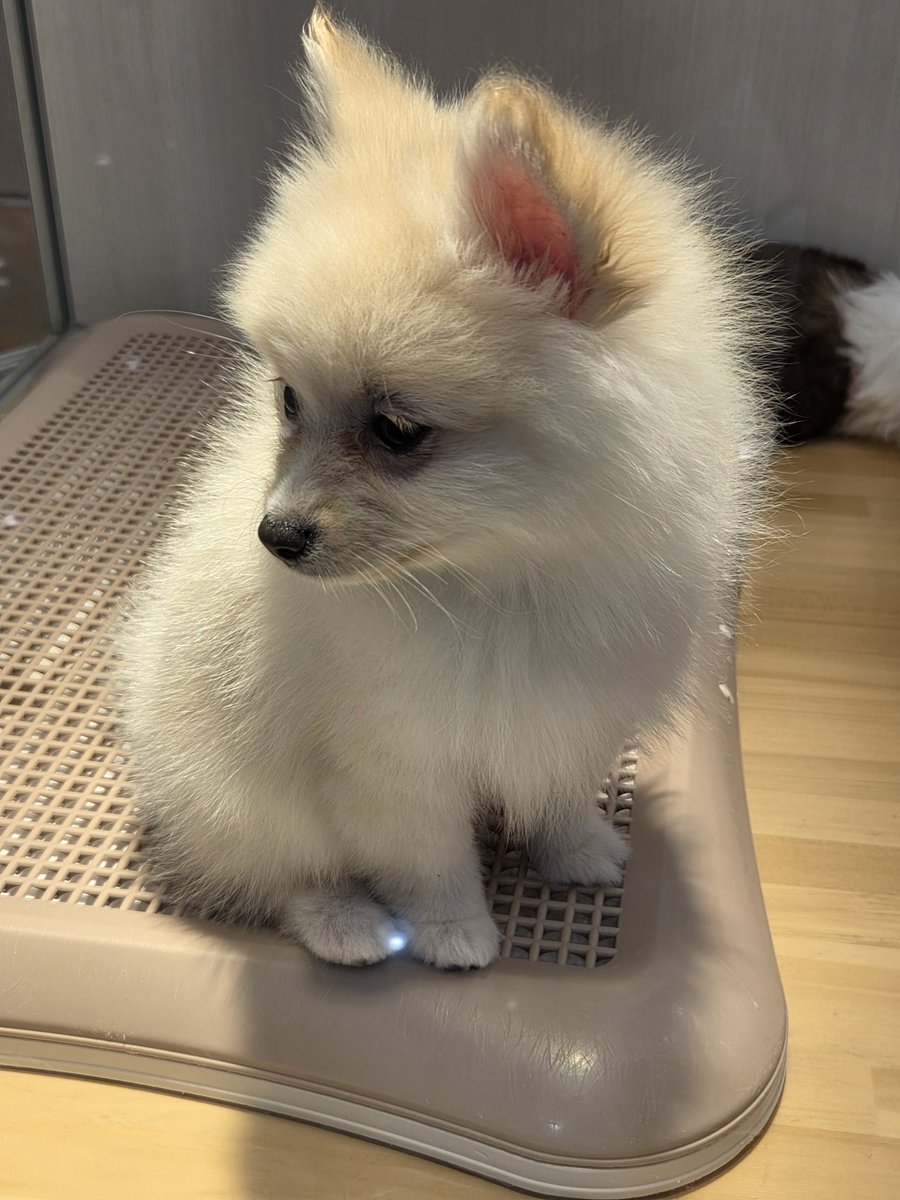 Pantagraph02's tweet photo. ○斗雲パイセン☁️ https://t.co/1bIwsFNpsC