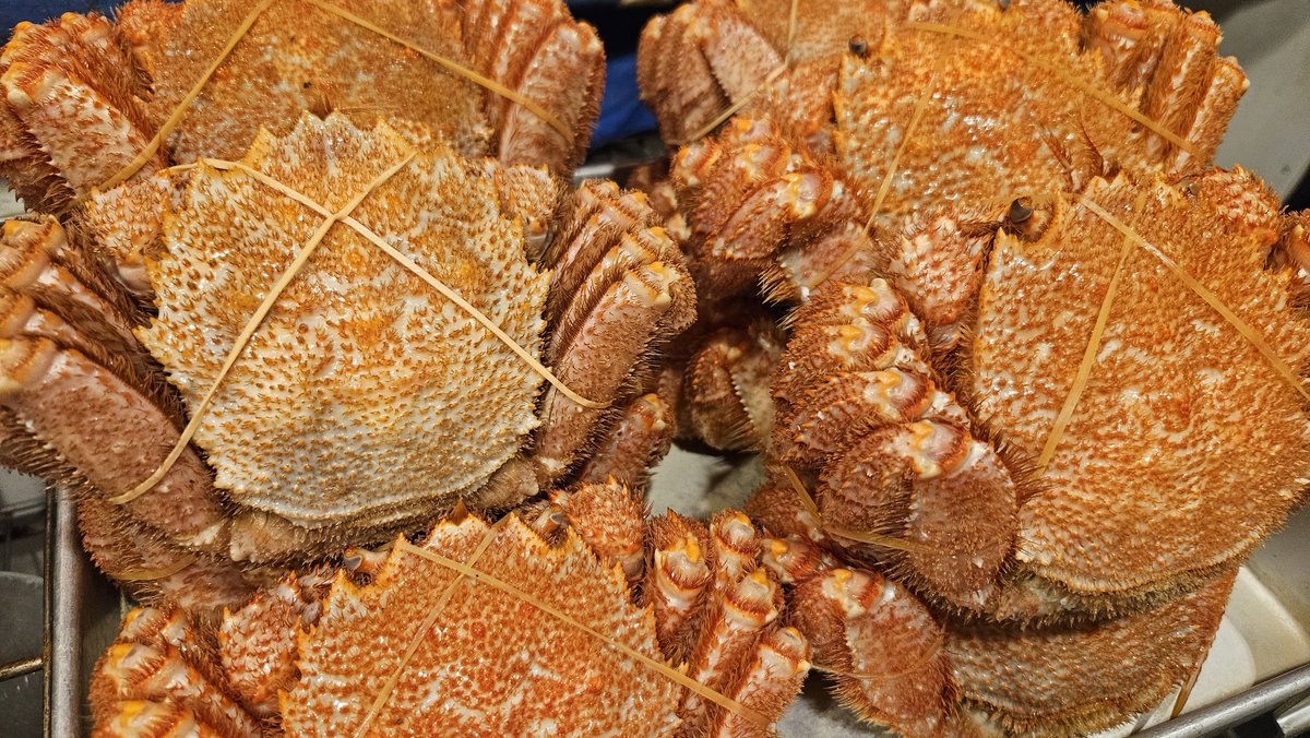 00umimonogatari's tweet photo. いつもありがとうございます。

北海道の自然が生んだ宝物、毛蟹を含む新鮮な海鮮を心ゆくまで味わいください。私たちは、海の幸を厳選し、一番美味しい状態で皆様の食卓にお届けしております。

特に毛蟹は、見た目の印象以上に甘みのある味が特徴です。口にすると思わず笑顔になってしまうこと間違いなし。調理法にもこだわりがあり、そのままの美味しさを引き出すために様々な工夫をしています。

高品質なカニ料理を求めている方、ぜひ当店の毛蟹をお試しください。捕れたての味を、心から堪能していただける特別な時間をお約束します。

お腹も心も満たされる、そんなひとときをご提供しております。
お気軽にお立ち寄りください。

#北海道の味覚
#新鮮海鮮
#蟹料理
#美味しい時間
#北海道グルメ