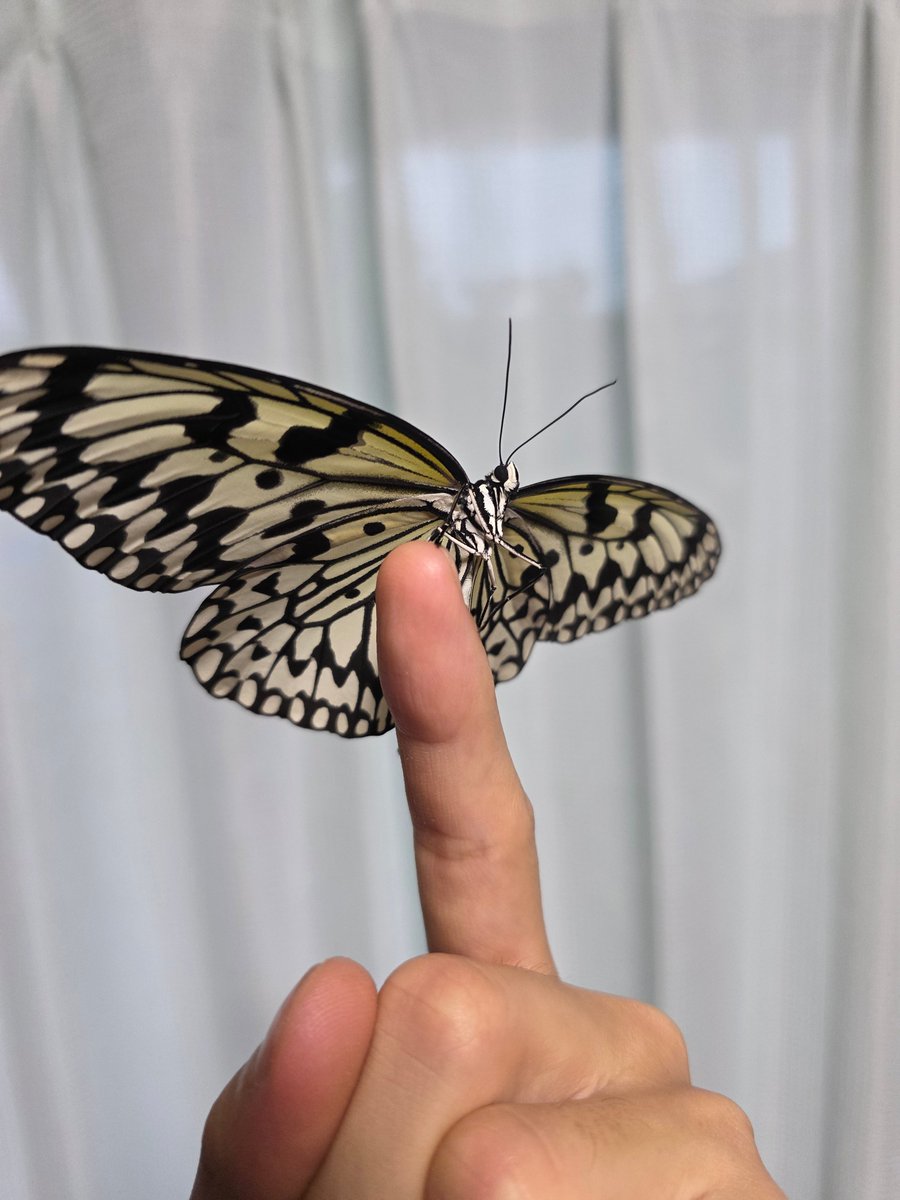 katoradayo's tweet photo. ｶﾜｲｲﾈ
台風の時に家に避難させて、そのままサナギになってた子が羽化した https://t.co/iQCpdPy0H2