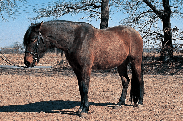 DvePublishing's tweet photo. Como pasa con las personas, generalmente puede apreciarse a simple vista si un caballo está sano o no. Un caballo sano interactúa con su entorno y conserva su temperamento. 
https://t.co/8c8CdqpMfE https://t.co/DJWRPpSqsy