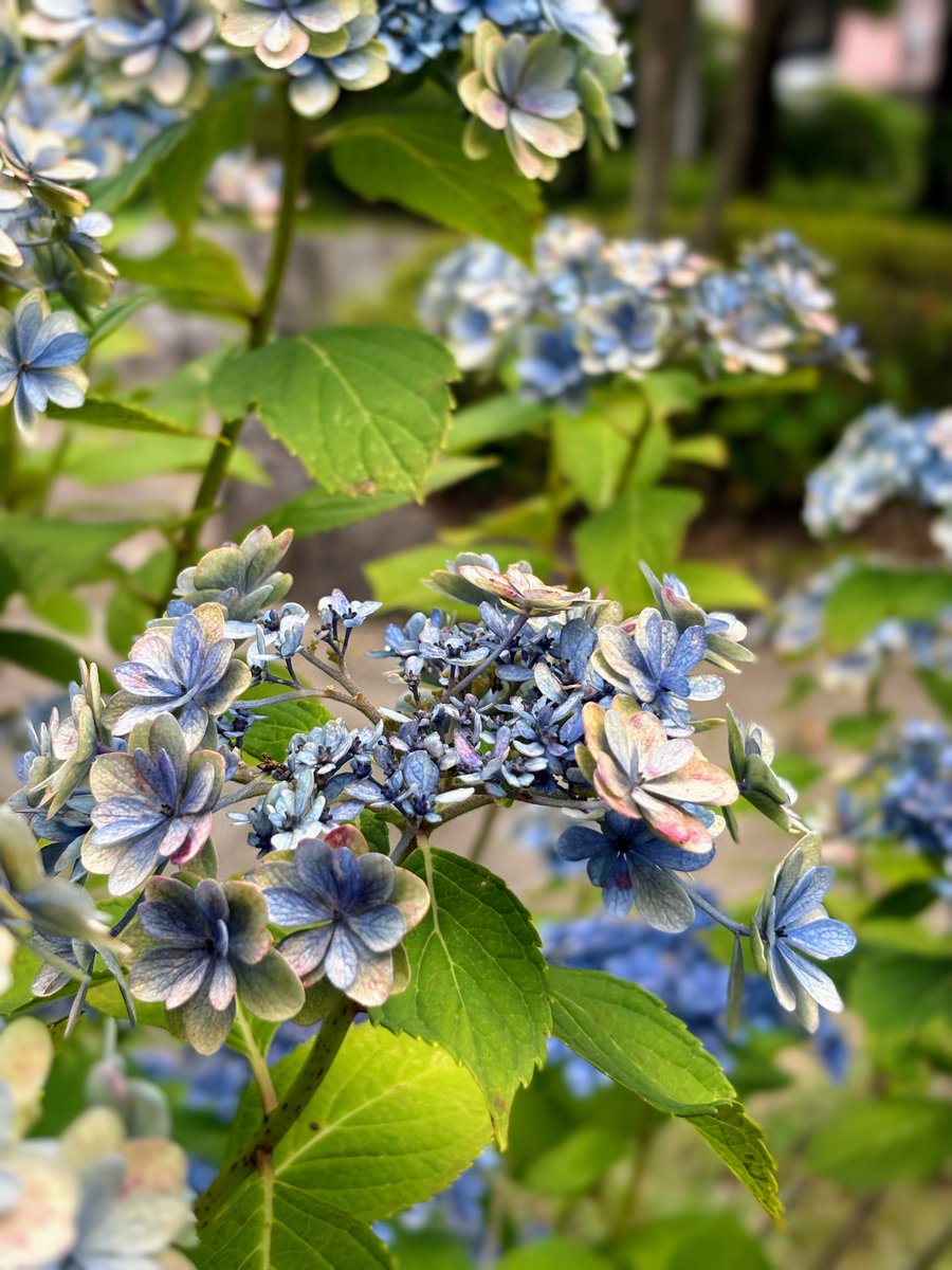 s_facetherapie's tweet photo. 常磐公園の紫陽花が美しすぎました♪ https://t.co/Fqw2Xw6BUP
