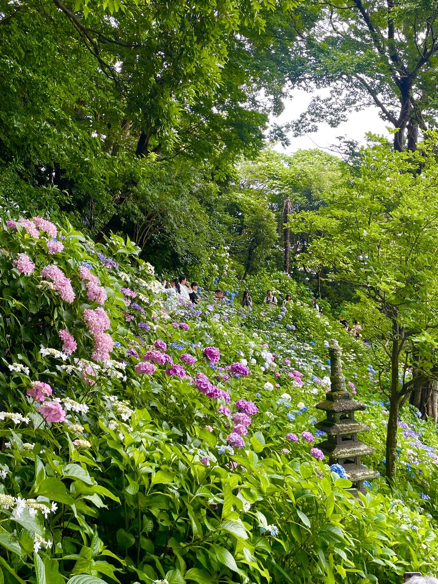 bwms_key's tweet photo. 紫陽花寺めぐり。

鎌倉大仏見て長谷寺から☺️ https://t.co/fMMfMywQ9E