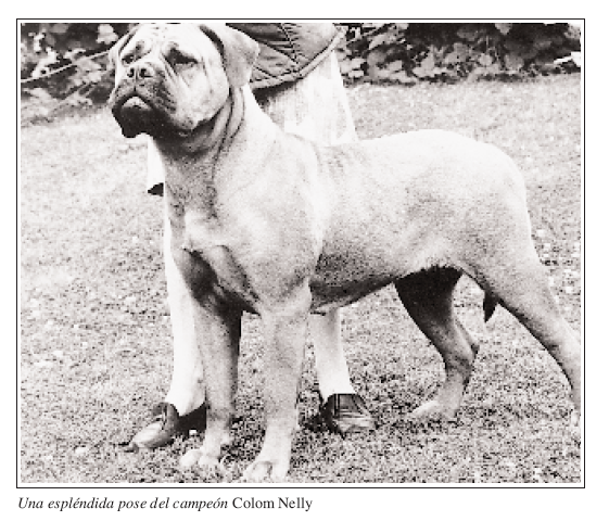 DvePublishing's tweet photo. El bullmastiff pertenece al grupo de los molosoides; se caracteriza por su morro corto con máscara ne gra, que le da un aire severo y digno de respecto. 
https://t.co/xbC1b4uolt https://t.co/bYbsqzM6s4
