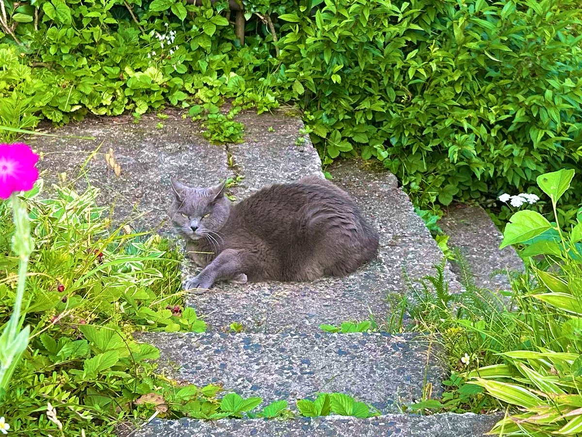 pontchat1997's tweet photo. 今日も気持ちよく晴れて🐈‍⬛とても良い https://t.co/Ao2wRx37xe