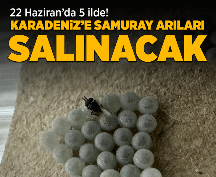 milliyet's tweet photo. — Giresun'daki Fındık Araştırma Enstitüsünde kahverengi kokarca zararlısına karşı biyolojik mücadelede kullanılmak üzere üretilen samuray arıları bu ay 5 ilde doğaya salınacak.

https://t.co/LLwowc04lO https://t.co/Emhkq5ZtY8