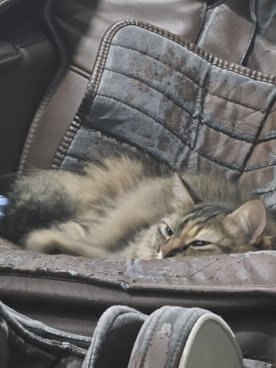 CoffeedCat's tweet photo. tiba" kepikiran biaya hidup anak" skrg makin naik ... https://t.co/FVJk5XxVRp