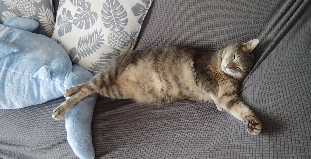 chitose88's tweet photo. 見事なくつろぎ猫 https://t.co/1Vyep8Qf6E