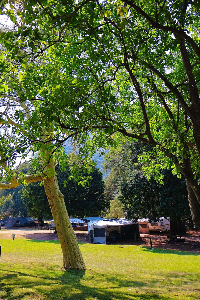 SwadiniForever's tweet photo. 🦌🌳⛳️ At Swadini, A Forever Resort, every day is a new adventure, whether you’re spotting kudu from your chalet, camping under the trees, or challenging your friends to a round of mini golf! 

Book your escape and experience the magic for yourself! 🌄

📲 Link in Bio https://t.co/kOKqPB5FsP