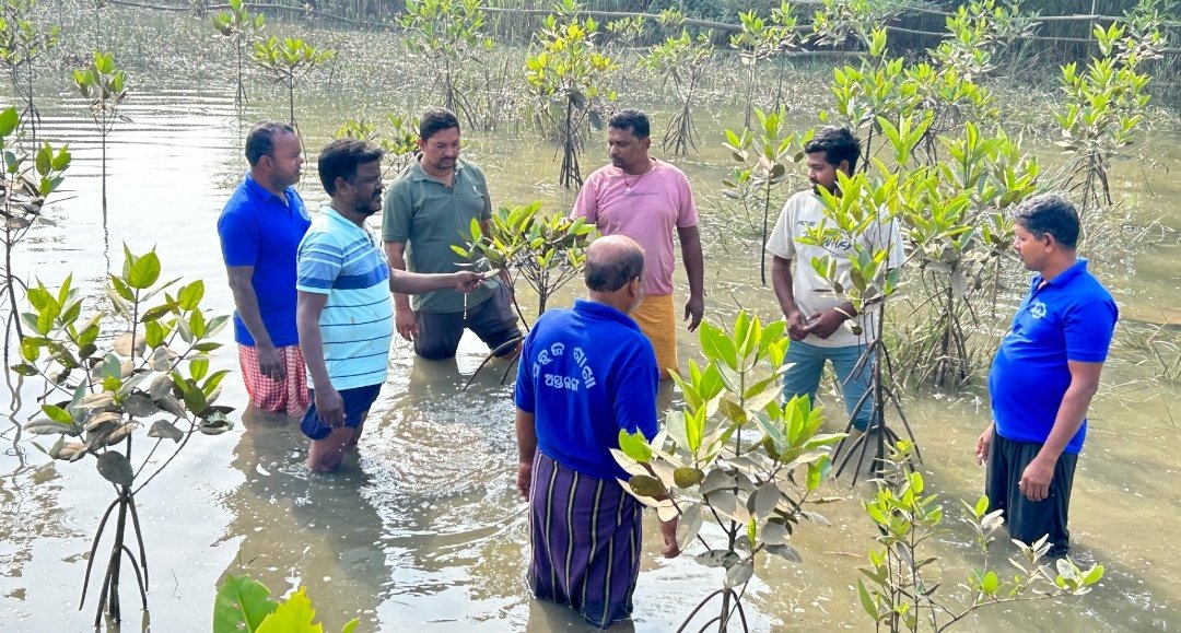 OdishaSeaTurtle's tweet photo. Once impacted by encroachment and Unsustainable aquaculture, this wetland is finding life again...

The mangroves we planted now reach nearly 5 feet tall—a sign of nature's resilience.

Let's join and act together🇮🇳🙏

#OdishaCoast
#MillionMangroves2030 https://t.co/rtxYXHBHGJ