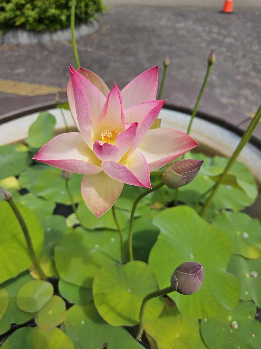 花蓮が開花しました】 花蓮が開花しました🥰 見ていると清々しい気持ち
