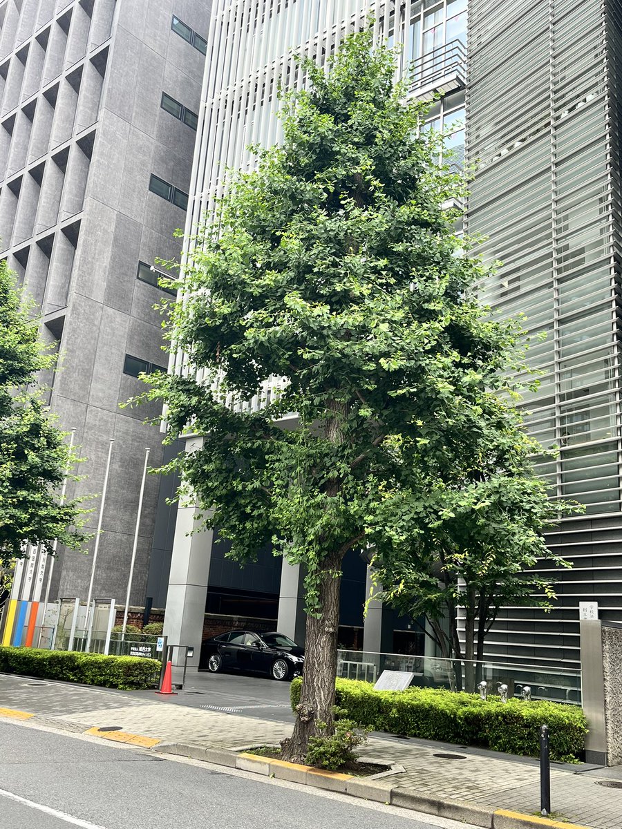LiLKyonA's tweet photo. 朝から大学でレッスン✨

今日も元気いっぱい・個性たっぷりな皆🫶
私もテンションアゲアゲevery騎士↑

アゲアゲevery騎士といえば...

わたしも当時歌番組でバックダンサーしてたのは内緒🤫 https://t.co/w67fDKEdAE