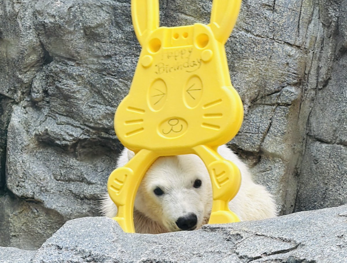 モモ太くん どこかで見たことがあるうさちゃん！ #モモ太