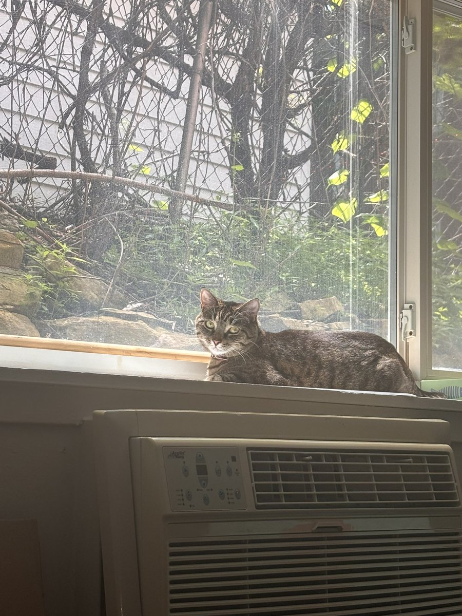 leftunderclare's tweet photo. thinking about how grateful i am that im now in a living situation where i feel loved and appreciated and part of a team. i could cry because trinket is a totally different cat now that shes not trapped by someone else's rules 😭💔 my sweet darling everything i do is for you https://t.co/KzqFgUqTJH