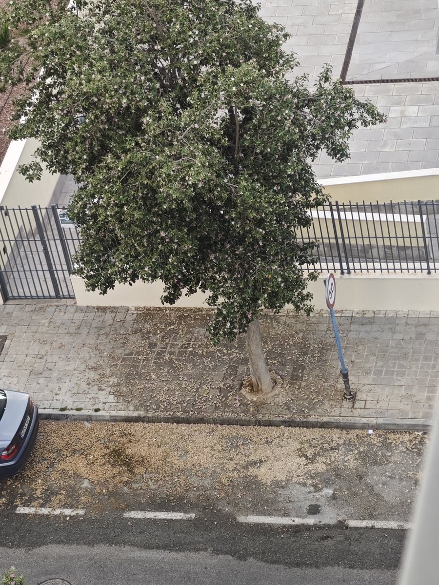 Maria1949bg's tweet photo. @saicalicante Buenos días la calle Torero Vicente Blau en el PAU 5 está imposible de transitar x ella por la cantidad de flores secas y pegajosas que hay en la calzada.  ante las quejas de los vecinos han podado algunas calles aquí ni barren. Por favor resuelvan. Gracias https://t.co/Aguds35sH1