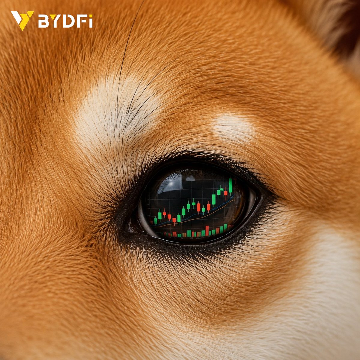 BYDFi's tweet photo. ₿elief changes how you price ... everything. https://t.co/X74dAJbteb