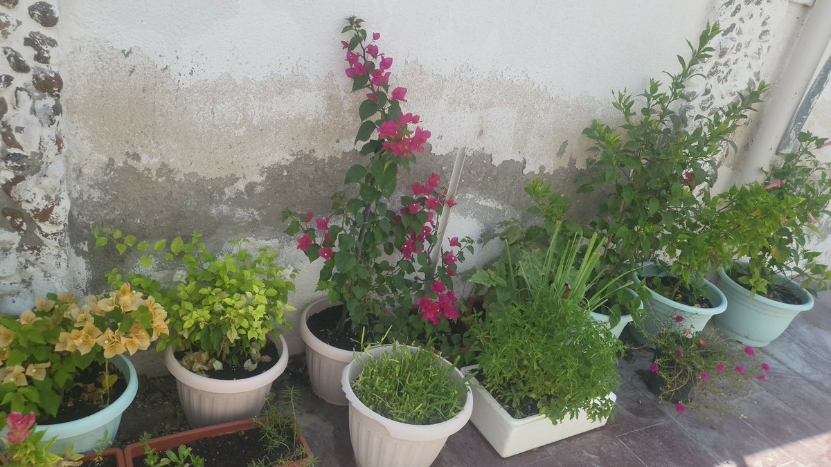 Jennymqzf's tweet photo. Morning Monday 😇 🌄 🌅 
My flowers 💐 😍 💕 https://t.co/iM07b1kEON