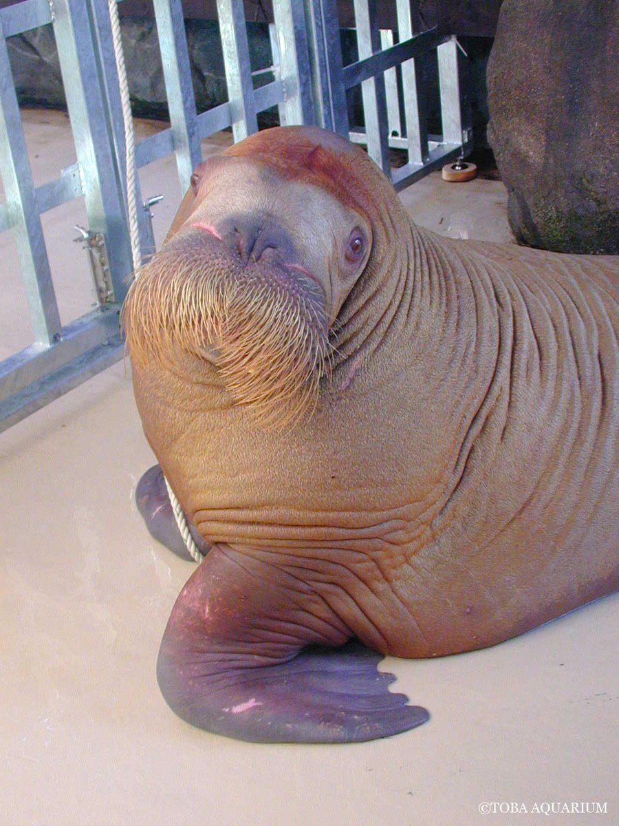 TOBA_AQUARIUM's tweet photo. ポウといちこの共通点: 先日YouTubeにアップされました「入館から10年。ツララ、17歳になりました」の動画内で ツララが鳥羽水族館入館時、体重が何kgだったか探すため過去の飼育日誌をペラペラとめくっていると、面白い記載を発見！ &amp;nbsp https://t.co/2tb4qHKDa6 https://t.co/zzRU99mSbc
