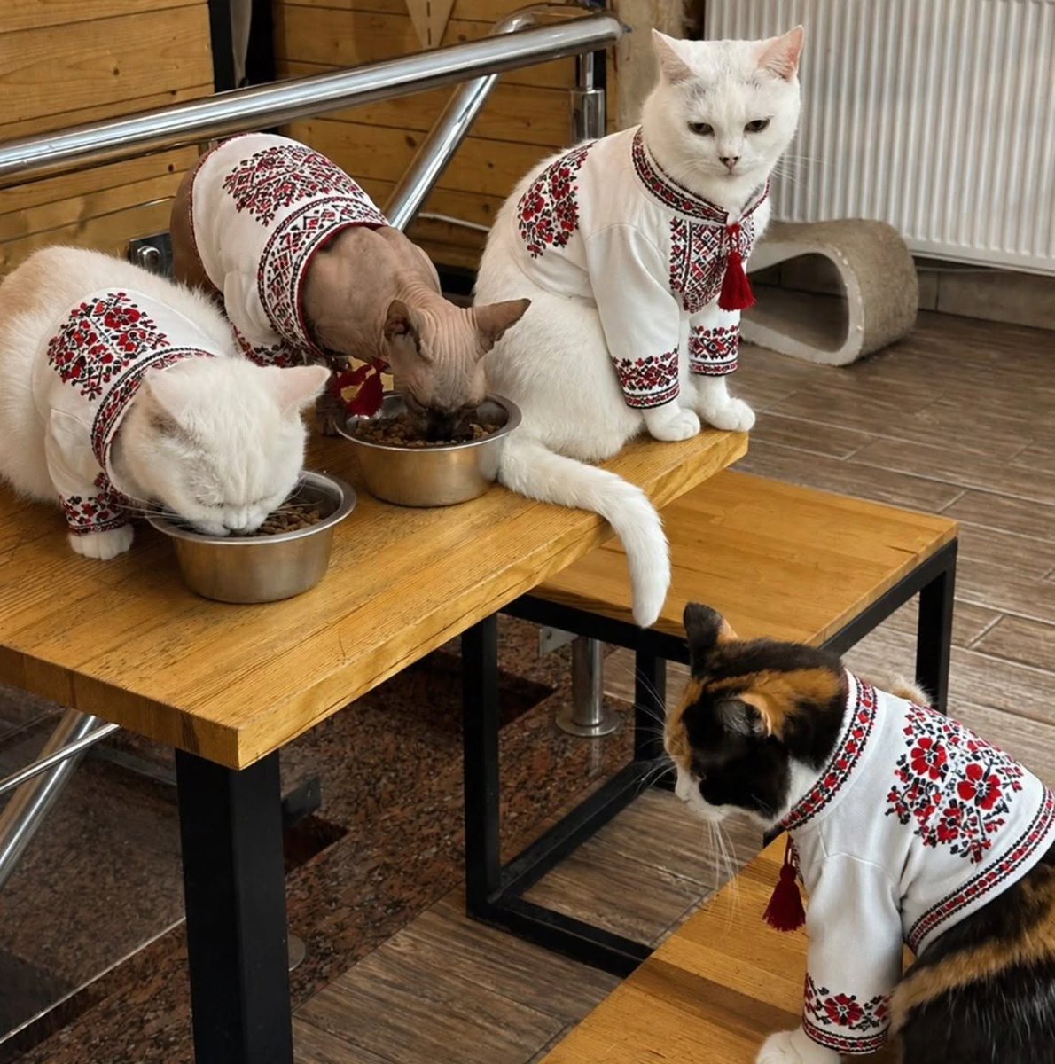 Blignik's tweet photo. Доброго ранку , парафіяни !😺
        Cat Cafe , Львів💙💛 https://t.co/APLtW6bWLX