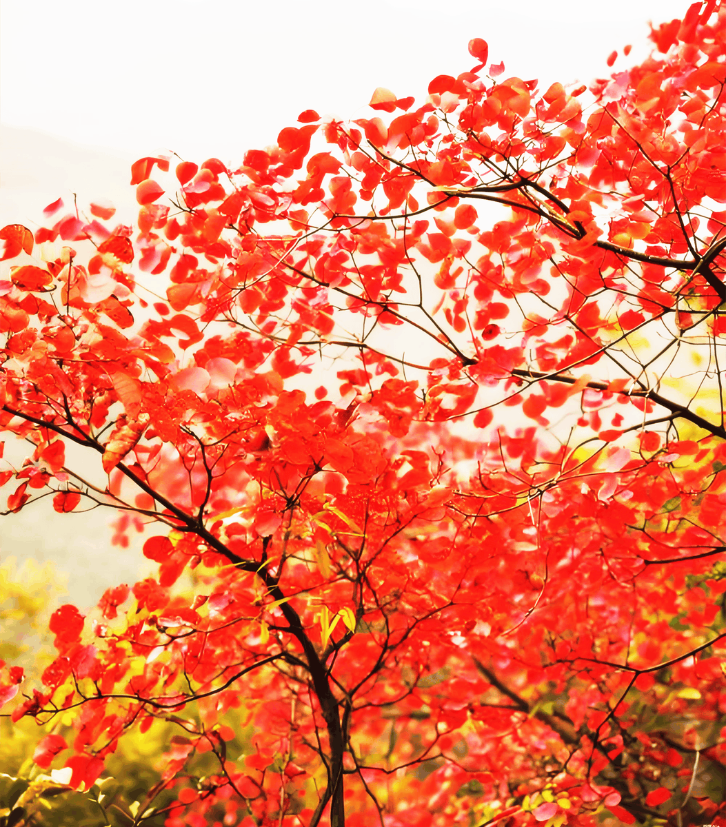 coqui66's tweet photo. Our photography club's autumn outing is here! Join us this Saturday to capture golden maple leaves and vibrant city views—new members always welcome! https://t.co/GhB72zfYBC
