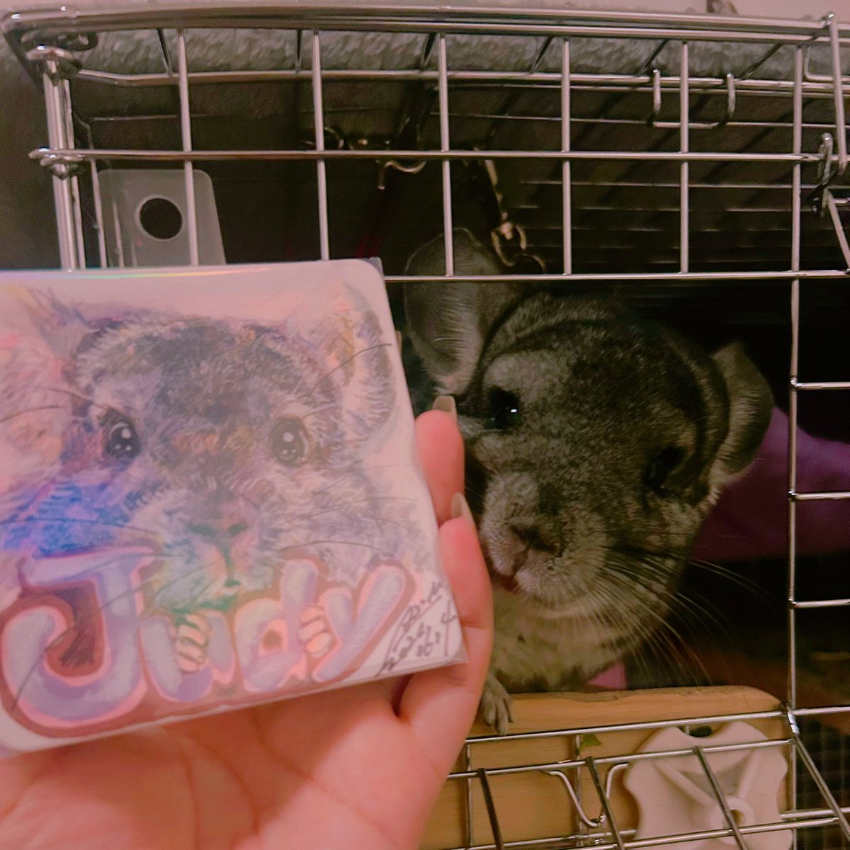 sumochinchilla's tweet photo. ジュディ描いてもらいました！可愛すぎる💓
2025のチラマで描いてもらったすももと並べます🐹
ベビチンチラちゃんの原画は生まれてくるbabyもすもジュディも女の子と言うのもあり即購入♡
その他写真撮る前に開封やら飾ったしてしまってまとまった写真ない😂
久々にお友達にも会えて嬉しかった🍑 https://t.co/PskVluC88M