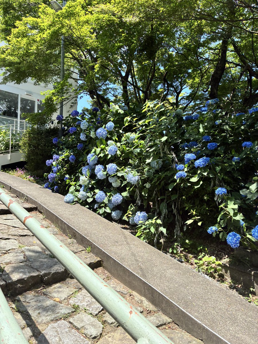 chuna_design's tweet photo. 今日は先月からお世話になっているお茶会に参加してきました！！
お店の場所が山の上のテラスで、道中はあじさいロードという名前が付いている道だけあって、ちょうど見頃の紫陽花が🩵💙

今日は誰とどんな話が出来るんだろうと楽しみな気持ちが、あじさいロードを通ってよりワクワクが増してお店に到着しました✨

ほぐしサロンをされているママさんや、フットサルコミュニティを運営しながら副業を目指されている理学療法士の方など、皆さん違う分野で活躍されていて、勉強になるお話ばかりでした☺️

そこで、私がこれまで
『自信が持てなかったからこそ、毎日何か行動している』と話したら、とある人に
自信は年齢も経験も何もなくても
今すぐ持てるものだよ！と
教えてもらいました。

何かに挑戦する時、
自信がないと思って挑戦する人と
自信を持って挑戦してる人とでは
結果が変わってくると。

当然ですが、自信を持って取り組んだ人の方がいい結果が出るんですよね。
子どもが逆上がりとかに挑戦する時も同じですよね🥺

だから、経験とか年齢とか考えずに
やると決めたことを『自分は出来る！！』と【勝手に】自信を持って、やってみようと思いました✨
他人からの評価とか、何を経験してきたかよりも、誰よりも自分が自分のことを信じてあげることが大事なんだなと思いました。
当たり前の事なんですけどね、
大人になると忘れちゃいますよね。

もし私と同じように自信が持てないという人の何か参考になれば嬉しいです🌿

いただいたパスタとバスクチーズケーキが最高に美味しかったです🤤
