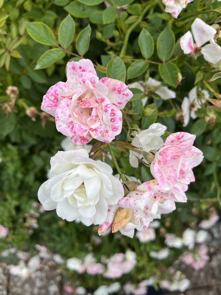 jonathandgjones's tweet photo. i’d love to know how anthocyanin biosynthesis is being activated in these rose petals upon (colletotrichum?) infection https://t.co/p1ktBgkpwZ