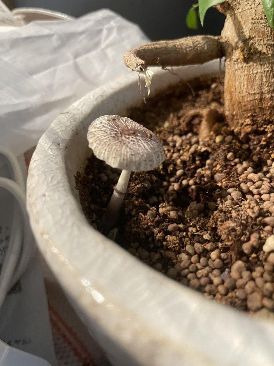 boricom1's tweet photo. 観葉植物の土から突然キノコが生えてきてキモい https://t.co/1MnIZiNVSN