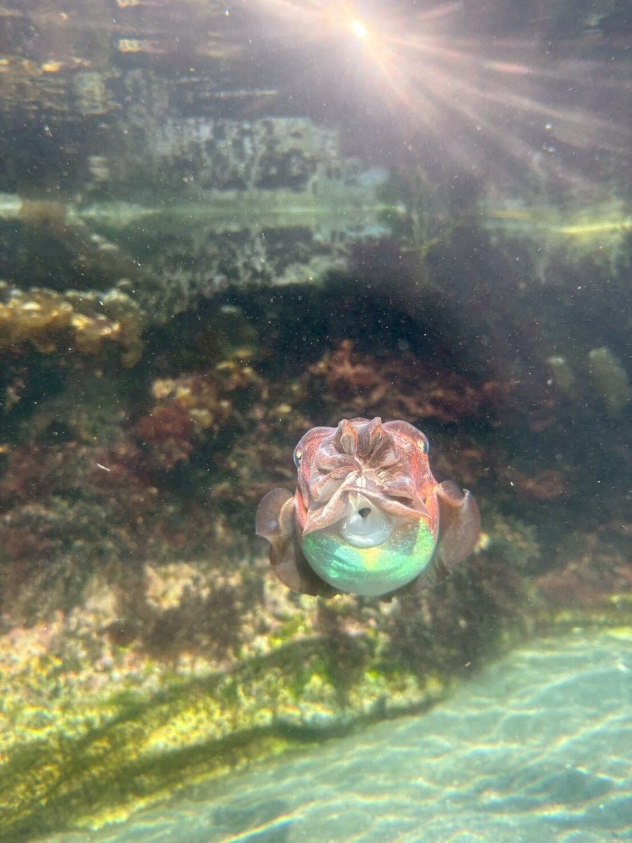 aquamarinestaff's tweet photo. コウイカです。
何かに似ていると思いませんか？

#ふくしまの川と沿岸 #イカ #水族館 #福島 https://t.co/fgt5EyUVz7