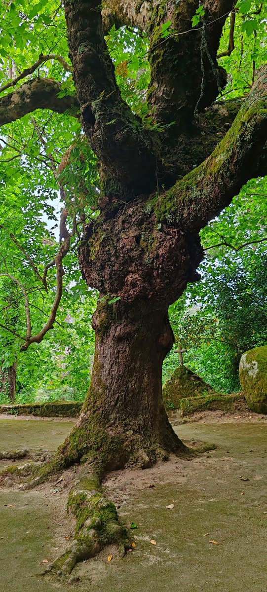 Kastanienzweig's tweet photo. Big tree π³
#oldtree #treepeople #TreeWonders #treespirit https://t.co/ueRIfAlRpg