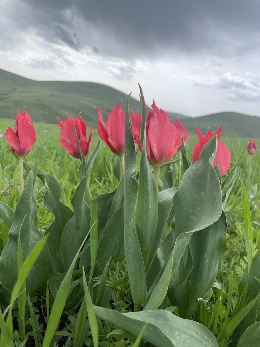 salihcan3400's tweet photo. #pazartesi #muşlalesi #lale GÜNAYDIN https://t.co/xUjkqxtp6J