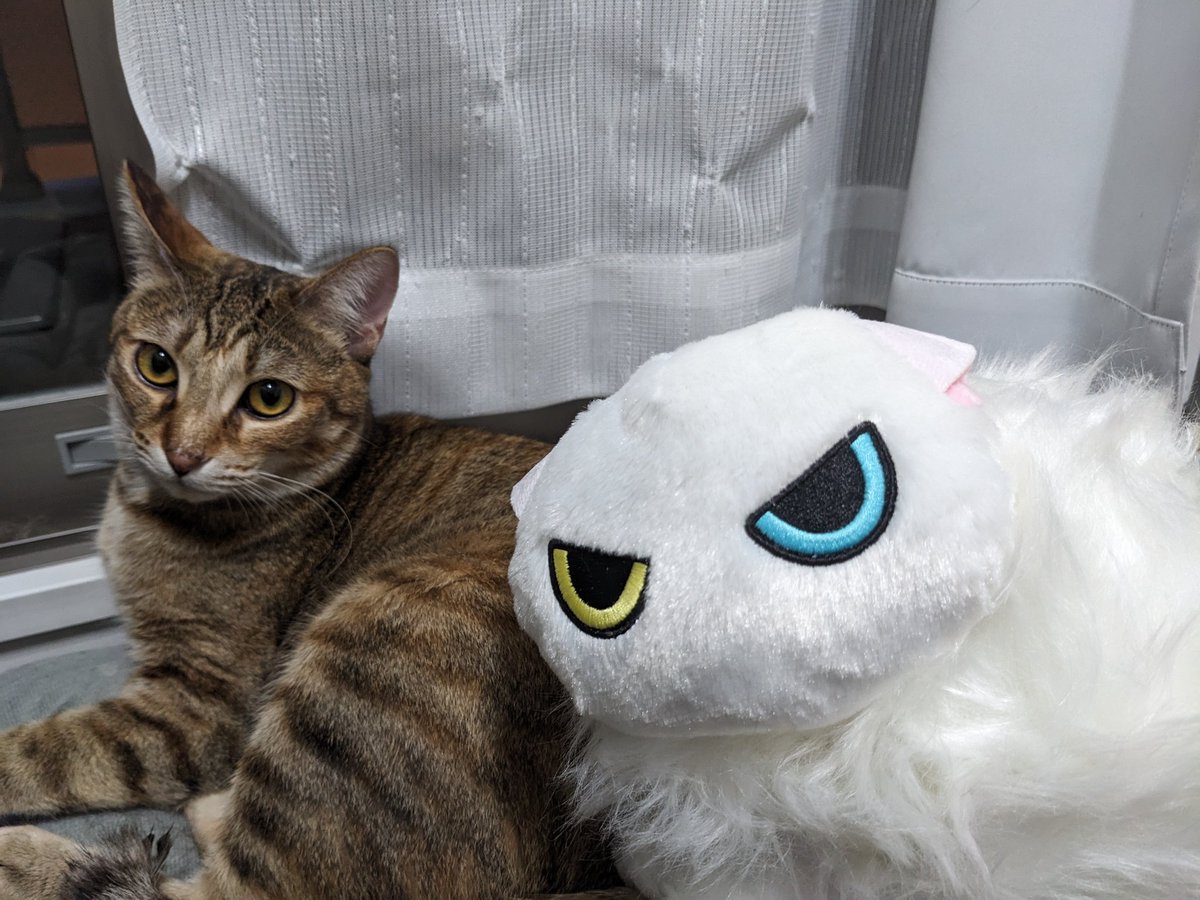 non840's tweet photo. なつかない猫BIG手に入れた🤭 https://t.co/TG33QM7q0Q
