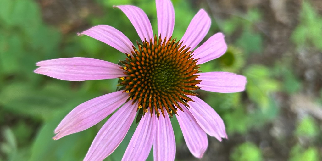 mostateparks's tweet photo. Happy #NaturePhotographyDay! Missouri State Parks are a photographer’s paradise. Enter your best shot at https://t.co/DLhNZVVr2T. https://t.co/2Gyab1kJp4