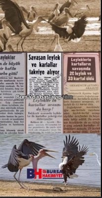 Focahaberleri's tweet photo. Leyleklerin Tarafında / Buket Işıkdoğan Köse https://t.co/gSuvkpExbf https://t.co/MDiNDlW6Vl