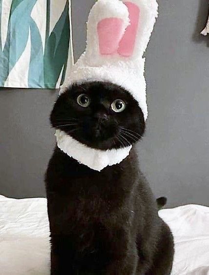marierinkytinky's tweet photo. 🐈‍⬛✖️🐰 🟰 https://t.co/XZvAOvYeAL