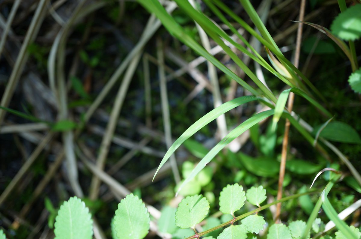 Celastrus91st's tweet photo. ヒロハオゼヌマスゲ Carex traiziscana
群馬県利根郡片品村にて。今回の旅で一番見たかった植物。稈の上部は節でジグザクに曲がる。雌鱗片の先は、ホソバオゼヌマスゲほど尖り方が鋭くない。 https://t.co/yv3a3wqK8J