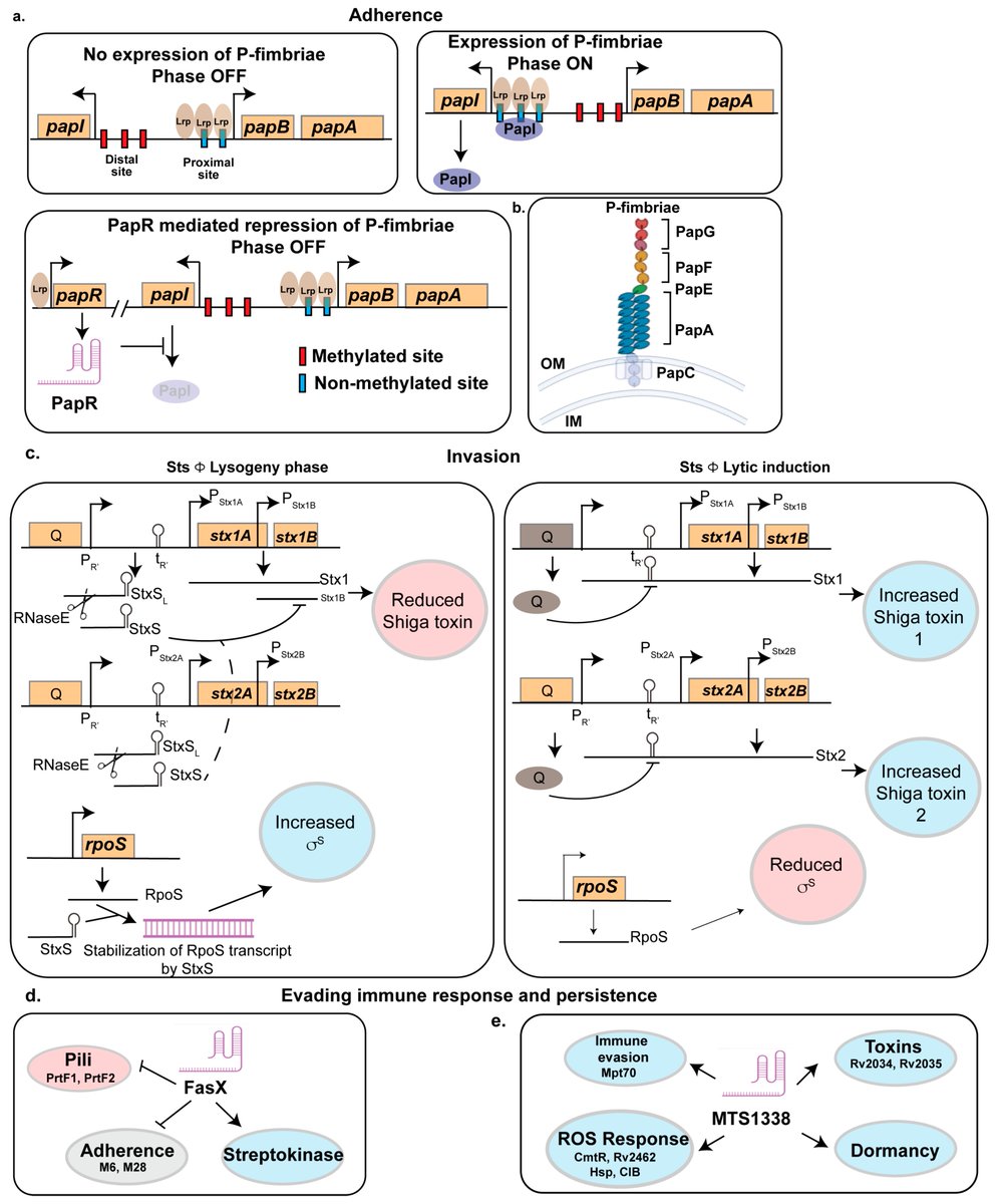 Non-Coding RNA tweet media