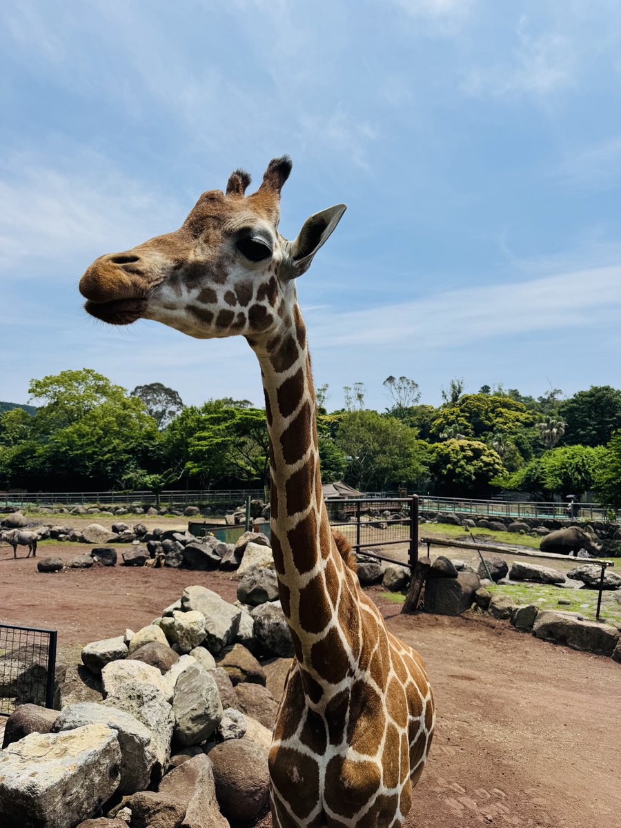tehechann's tweet photo. 絶対に行きたかった伊豆アニマルキングダム🦒🦏🦚🐆🦓

カピバラ可愛い❤️ https://t.co/IcHRHSUQyu