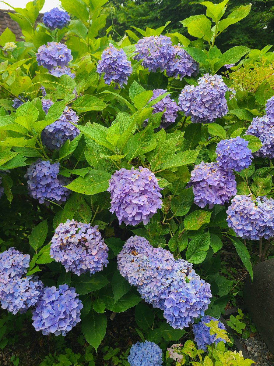 aiyoshimaru's tweet photo. 東雲の里🌼*･ https://t.co/qmXkna4yoj