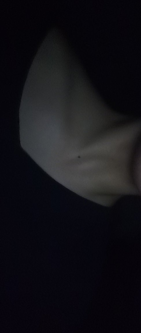 alien Diabólico tweet media
