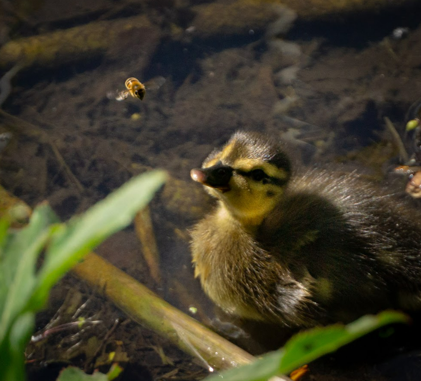 BiologyatYork's tweet photo. (1/2) This year’s Biosciences in Action Photo Competition 2026!

Student 1st Place🥇Lucy Denman, A Fairy’s Lookout
Student 2nd Place ⭐️ Emily Stephens, A golden visitor https://t.co/HFixYLDc9A