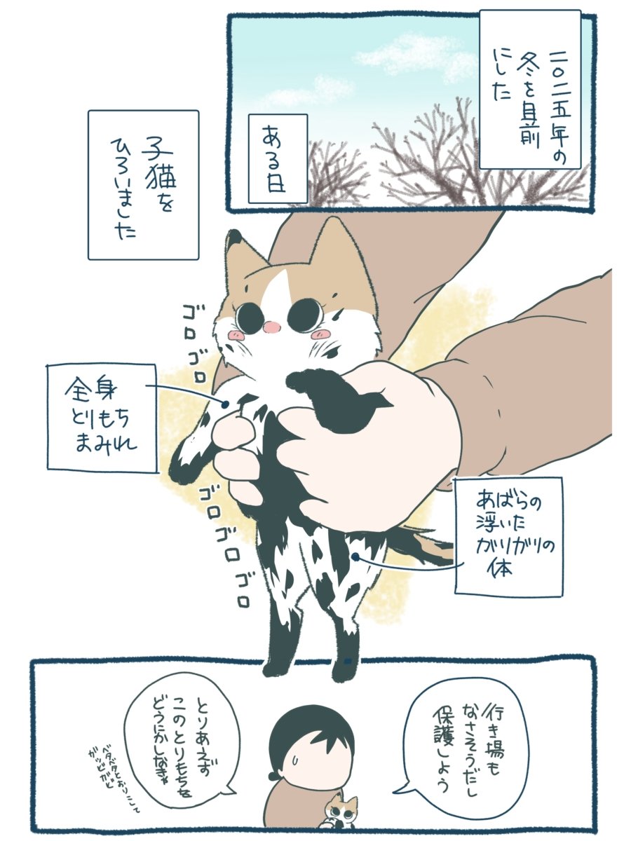 neekonoo's tweet photo. 子猫のお風呂タイムだよ～😽(ぺぺまるを保護したときの話)
(1/3)
#第7回猫コミ新人賞 https://t.co/eEIpYeZBbX