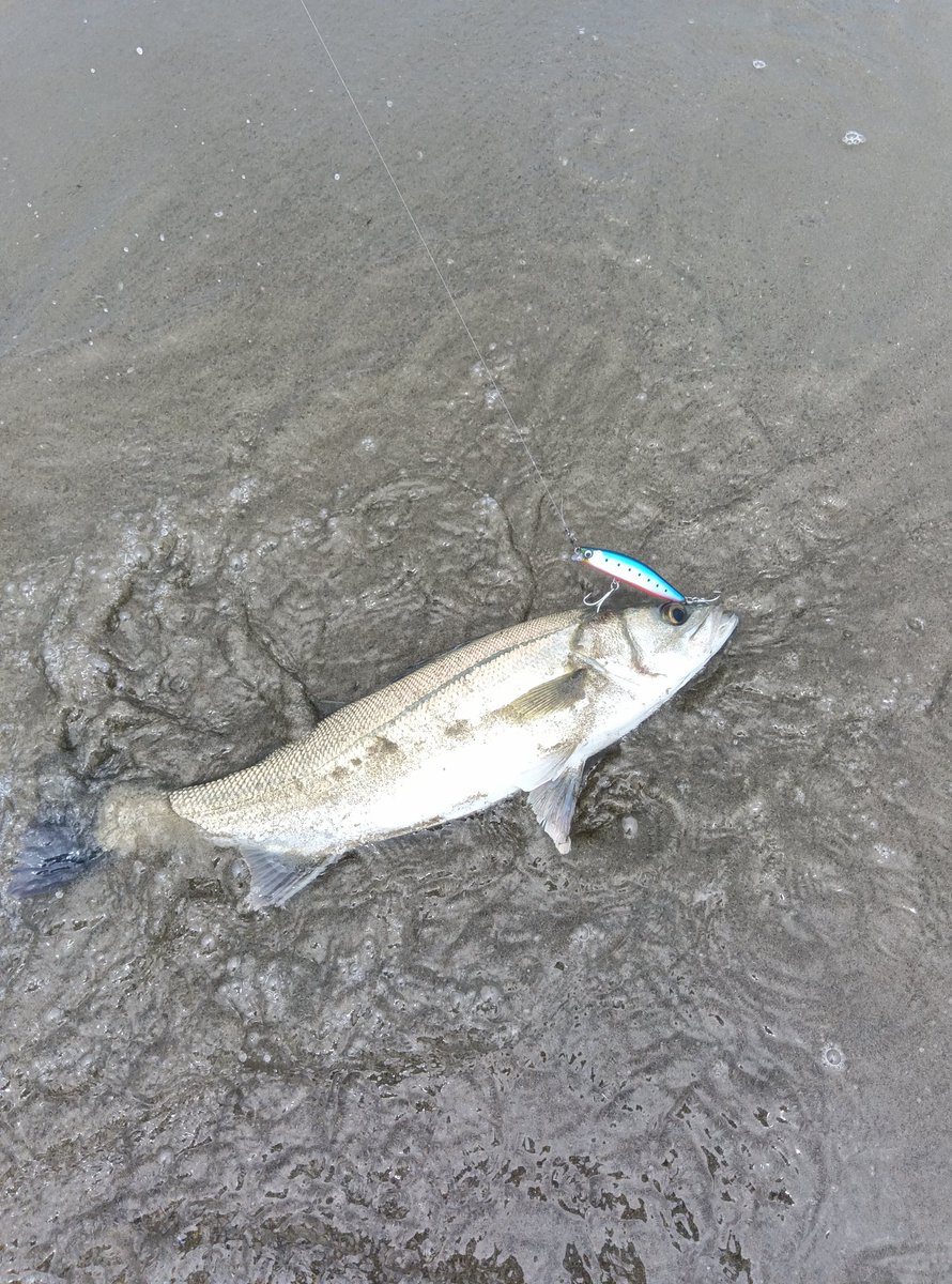 2071Yu's tweet photo. 今日の鉾田は
フッコでした🎣
ベイトはカタクチ🐟

＃鉾田サーフ https://t.co/DHJ0XMEHoy