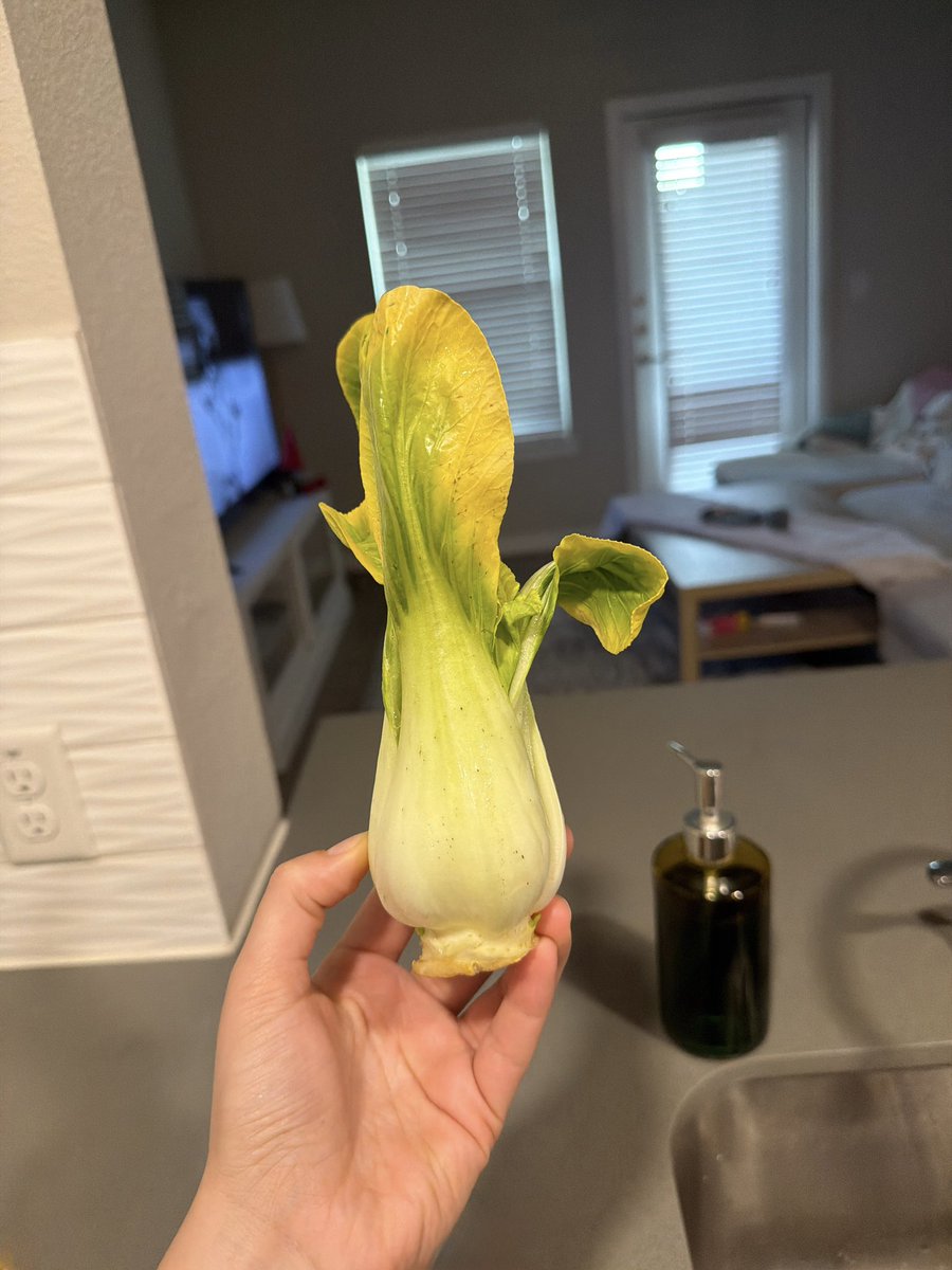 gingerbreadcik's tweet photo. bu zavallı yeşil çocuğu “bok choy” diye satmalarına şaşırır mısınız yoksa yok mu https://t.co/rufHADvhVF