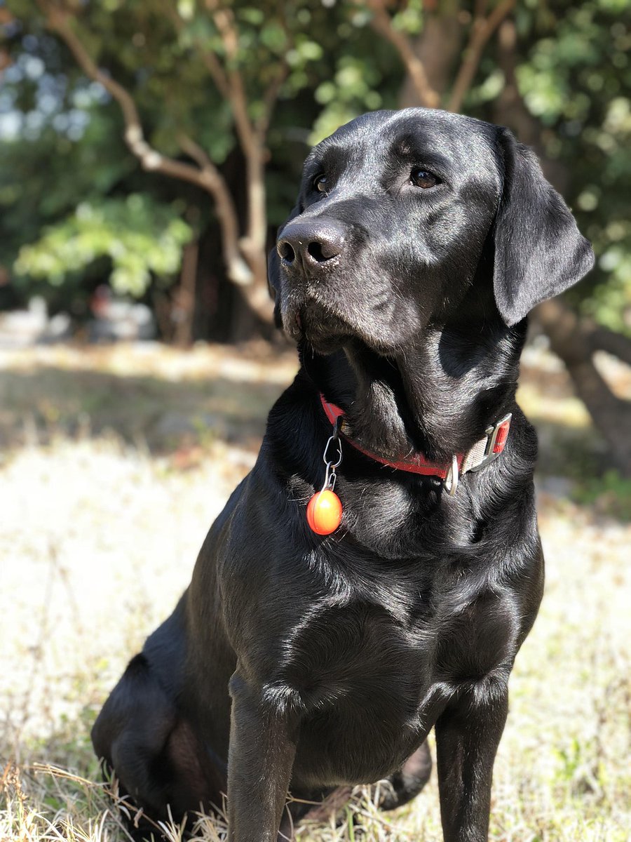 AndrewFitz52603's tweet photo. Gentle dogs show unconditional love every day 🌈
Their friendship can last a lifetime ☀️
Tua https://t.co/fL1OH17q6I