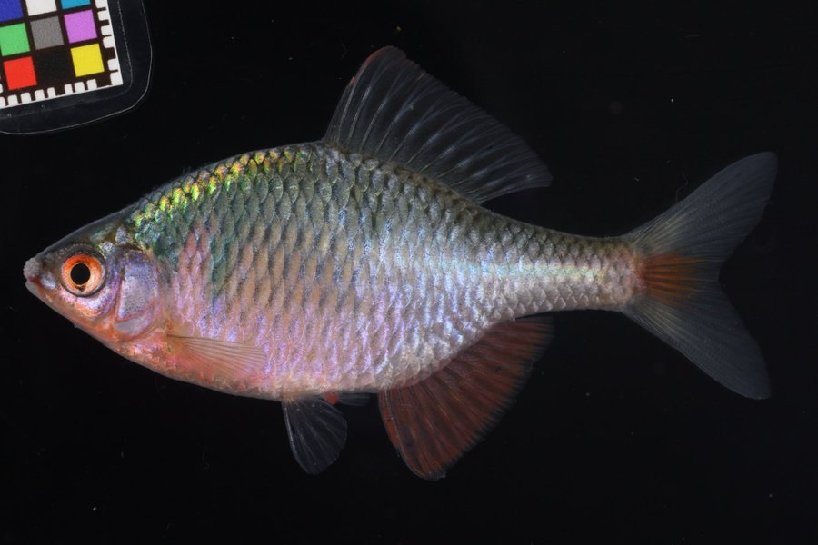 Cobitis3240's tweet photo. ニッポンバラタナゴ　Rhodeus ocellatus kurumeus https://t.co/Hsoqm9wfkj