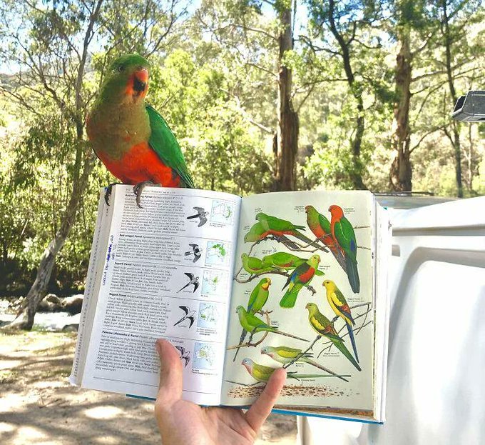 Rainmaker1973's tweet photo. Things that happens once.

When an Australian King Parrot lands on its identification book's page. https://t.co/TrRWiJ6Fnj