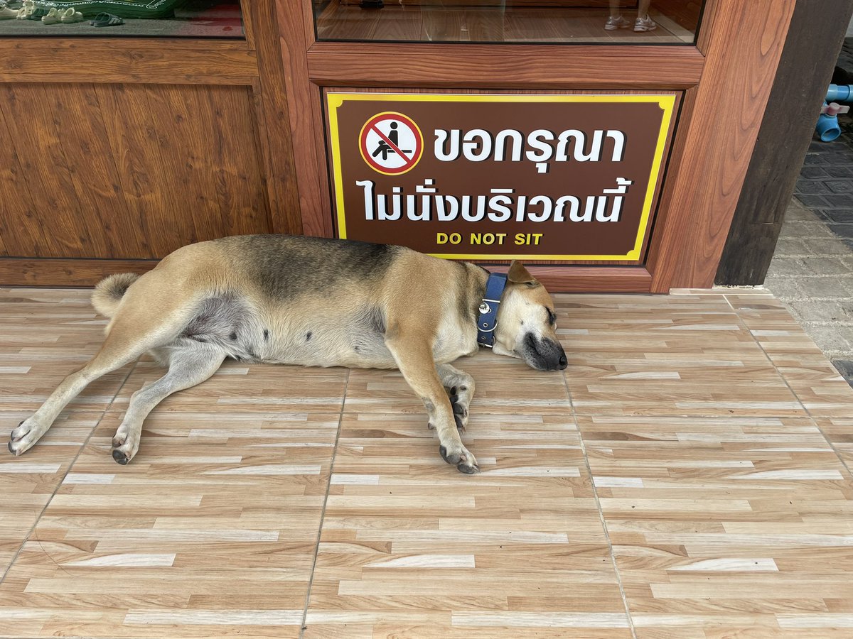 redharmonic's tweet photo. ก็ไม่ได้นั่งนะคะ   อ่านสือออกอยู่ 📖📚🐕 https://t.co/c63k7ujSsb