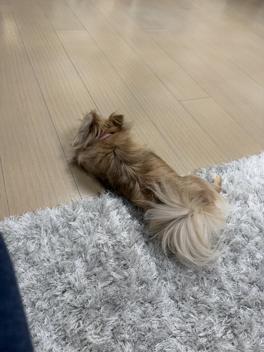 chipi__queen's tweet photo. bubbleは犬可ですか？汗汗 https://t.co/Zsf7XOC7gs