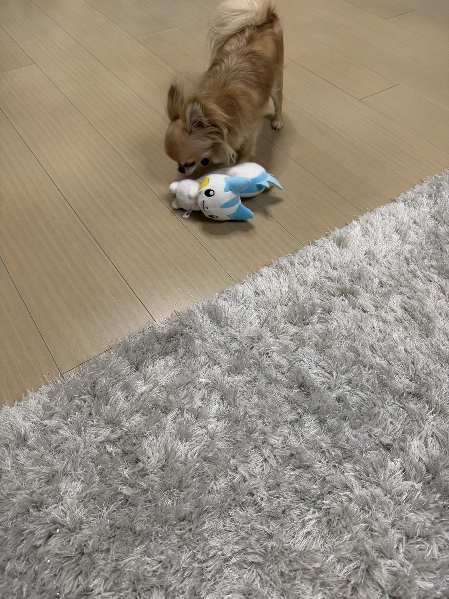 chipi__queen's tweet photo. bubbleは犬可ですか？汗汗 https://t.co/Zsf7XOC7gs