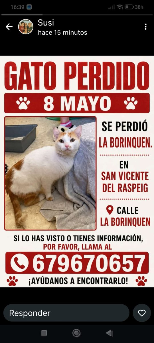 AcofalX's tweet photo. URGENTE GATO PERDIDO  EN SAN VICENTE DEL RASPEIG  (ALICANTE) https://t.co/9ZSlMjSNlI